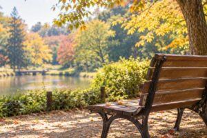 秋の公園、木の下の空いたベンチ
