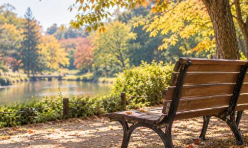 秋の公園、木の下の空いたベンチ