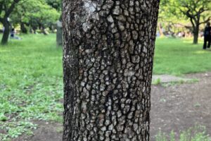 公園の木肌