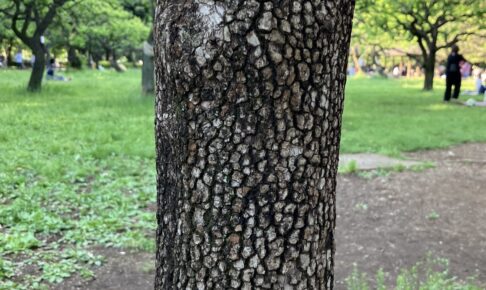 公園の木肌