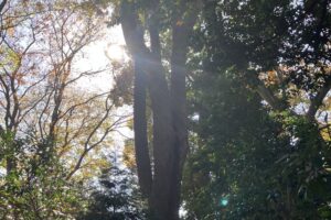 冬の光と大木