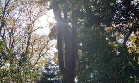 冬の光と大木