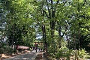 新緑の参道