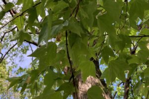 新緑の葉と幹