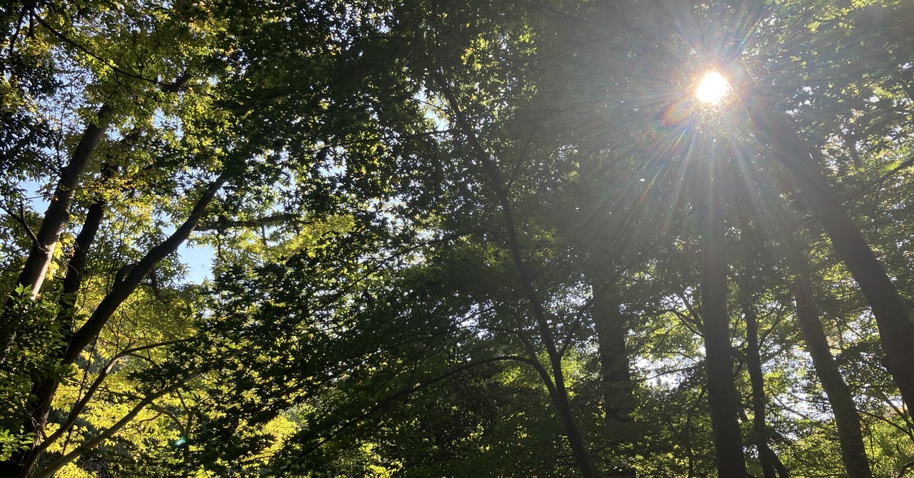 木々の間から差し込む木漏れ日と太陽