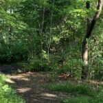 木々のあいだを抜ける、人のいない林の小道