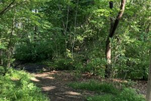 木々のあいだを抜ける、人のいない林の小道