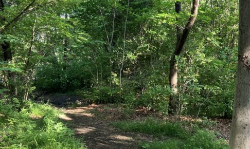 木々のあいだを抜ける、人のいない林の小道