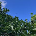 柑橘の葉と秋の空