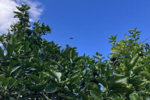 柑橘の葉と秋の空