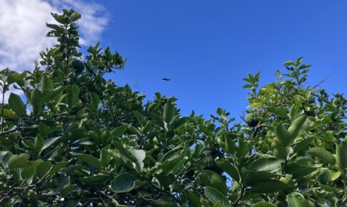 柑橘の葉と秋の空