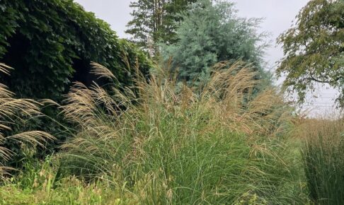 秋草の庭