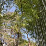 竹林と新緑
