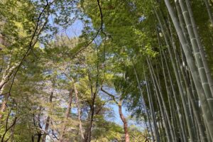 竹林と新緑