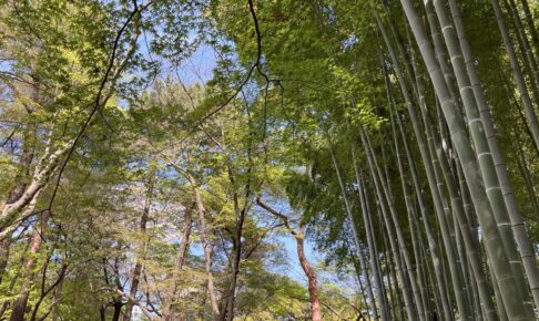 竹林と新緑