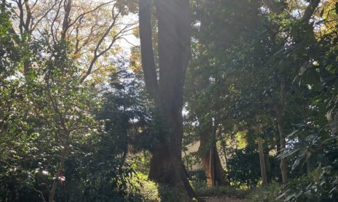 逆光の大木と小道