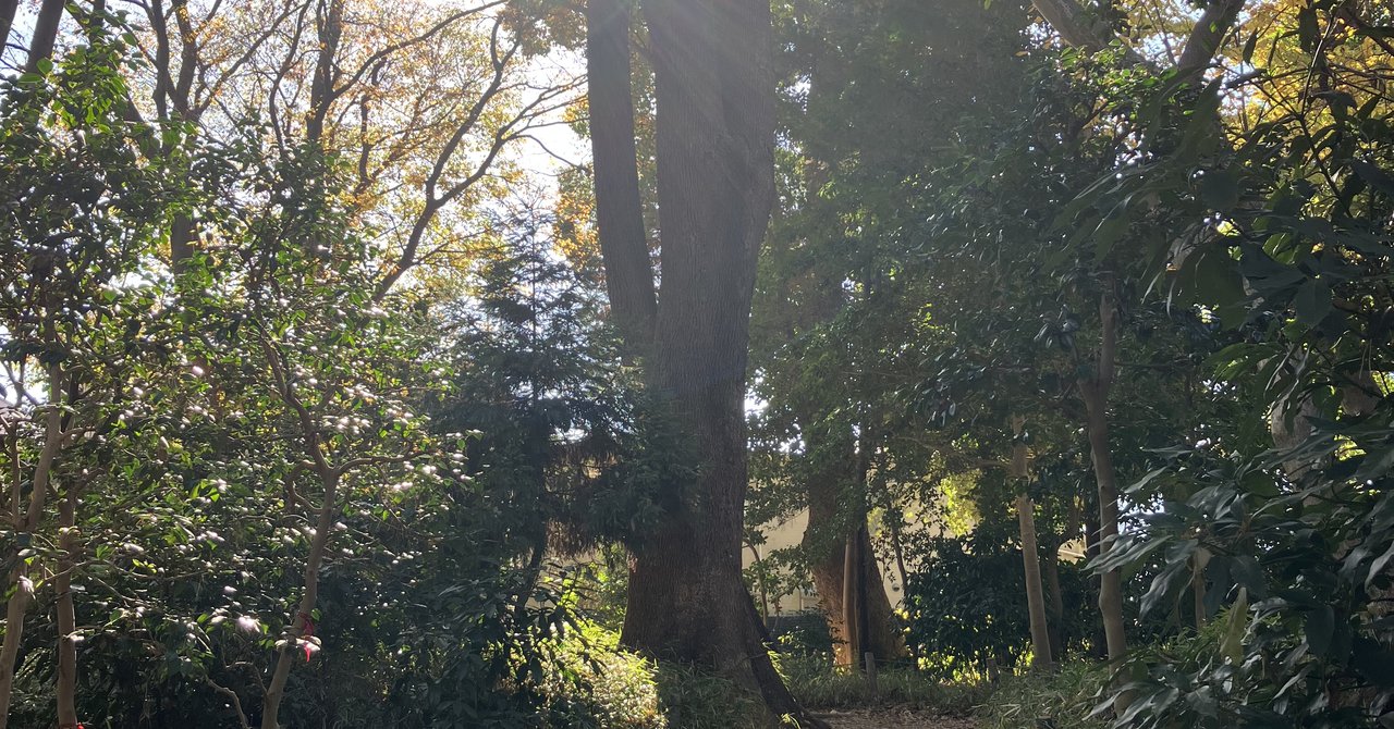 逆光の大木と小道
