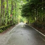 雨の森の一本道