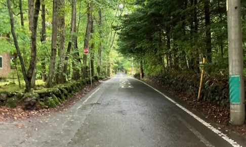 雨の森の一本道